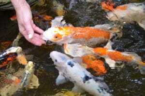 feeding koi fish