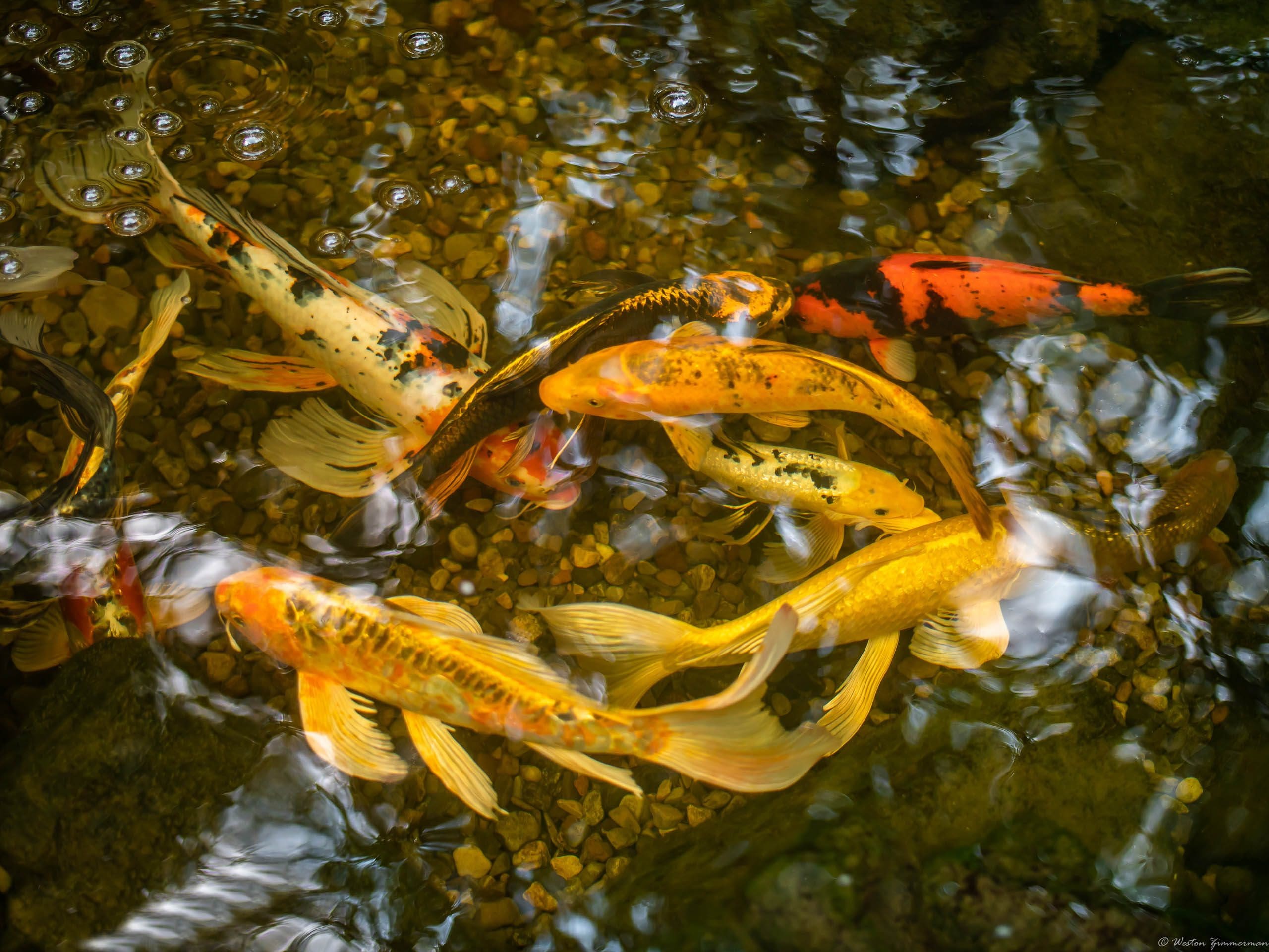 How To Net Your Pond For Fall