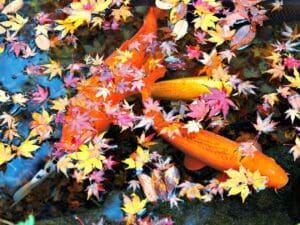 How To Net Your Pond For Fall