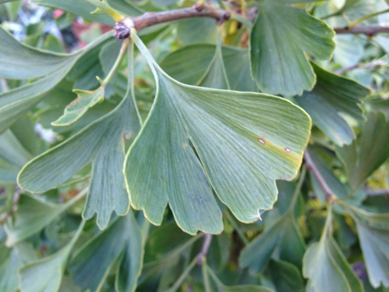 10 Best Ornamental Trees for Southeastern PA Gardens