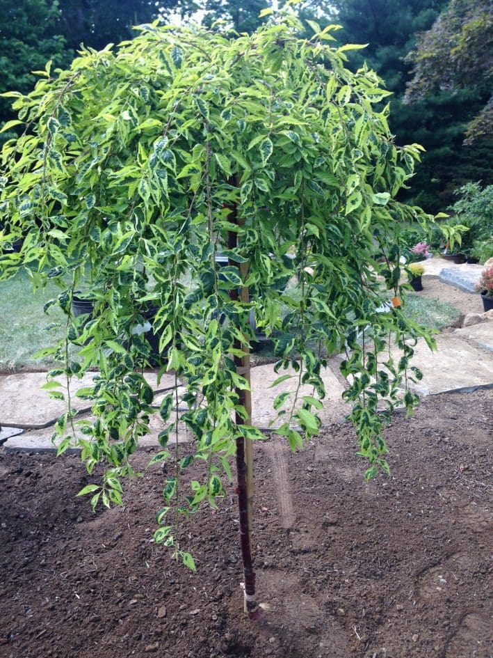 10 Best Ornamental Trees for Southeastern PA Gardens