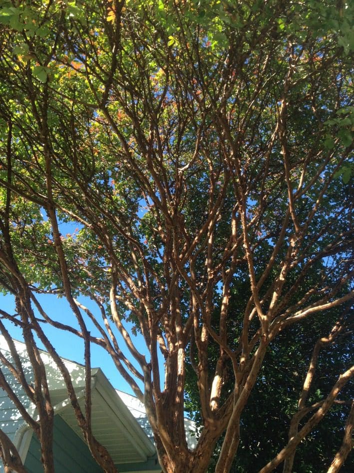 10 Best Ornamental Trees for Southeastern PA Gardens