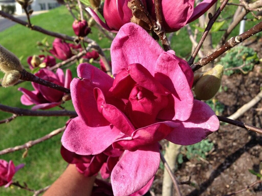 10 Best Ornamental Trees for Southeastern PA Gardens