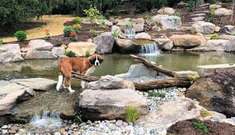 Swim Pond Dogs Berwyn PA