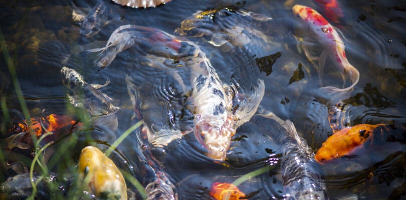 Ponds and Waterfalls