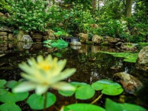 west-chester-pa-natural-swimming-pond
