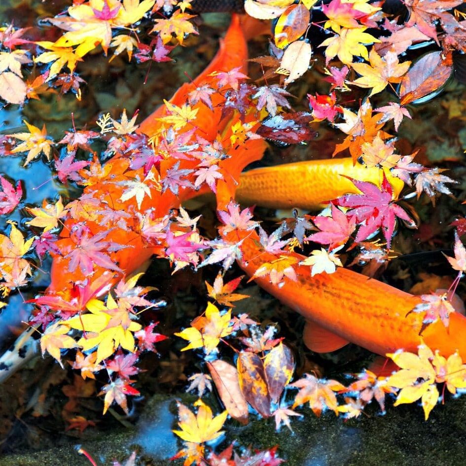 Fall_Pond_Fish