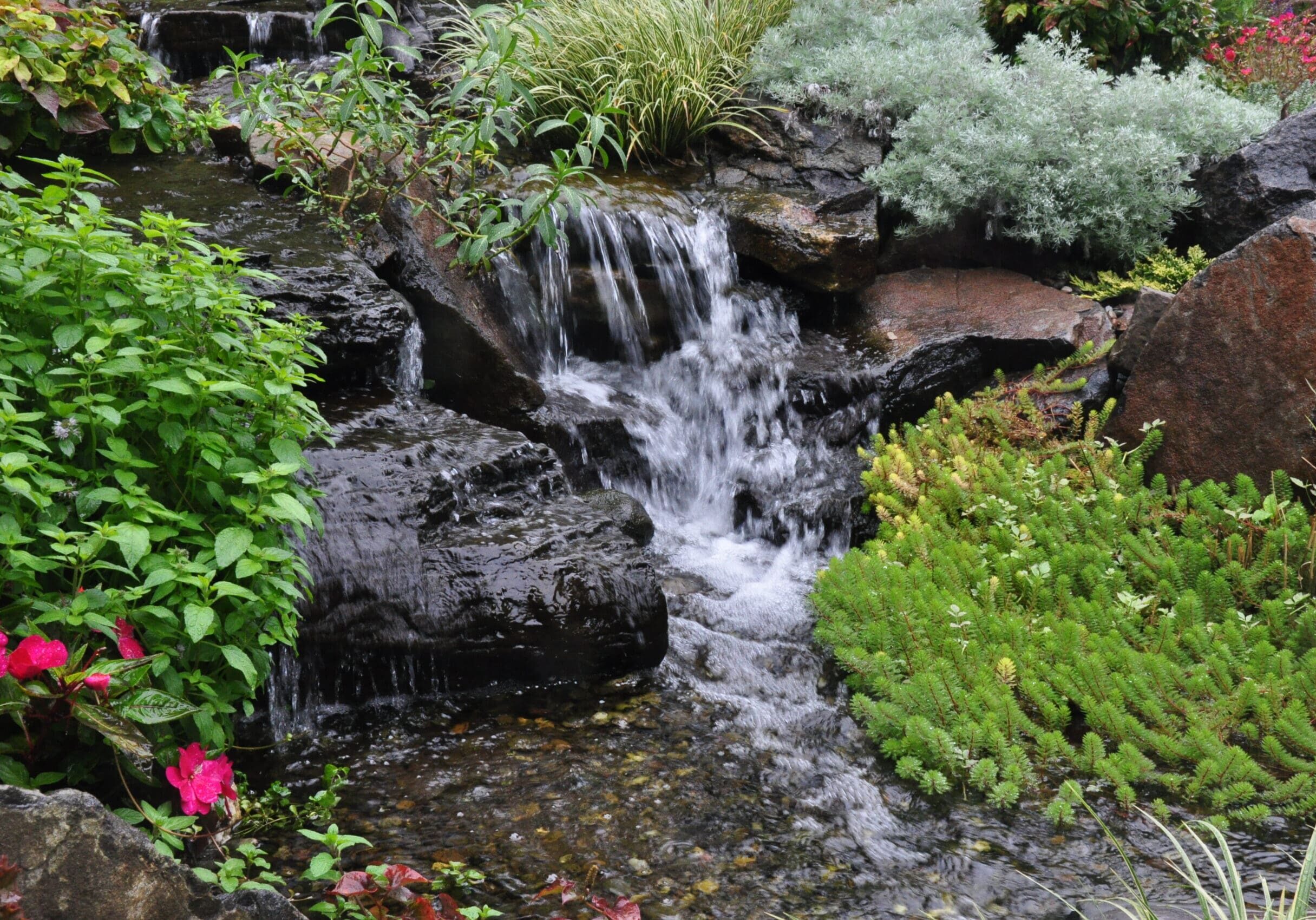 Small-Backyard_pond_chester_county_1