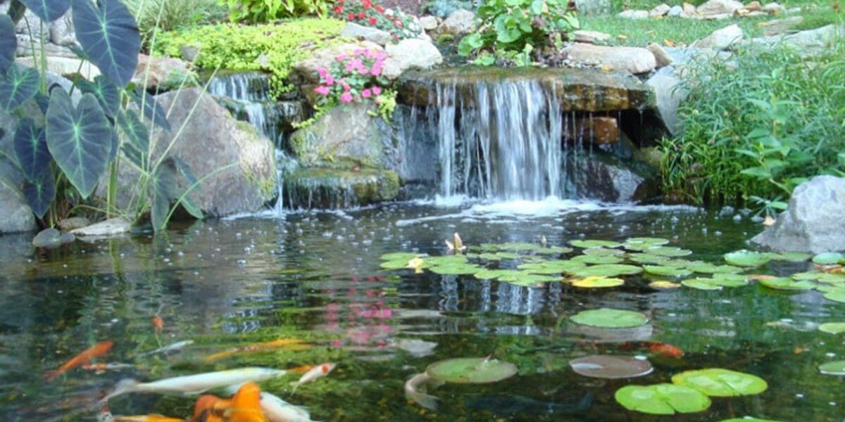 Pond Maintenance Service for West Chester, PA